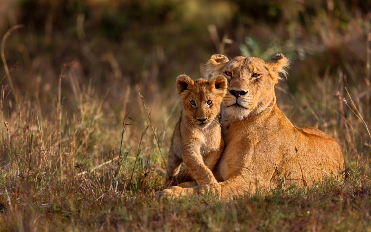 Mid-Range Safaris in Tanzania