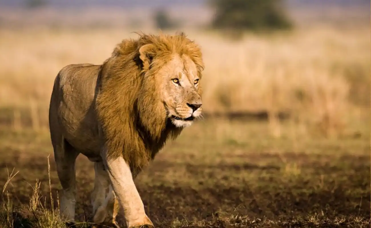 13-Day Bush to Beach Adventure in Tanzania: Northern Safari & Zanzibar Escape
