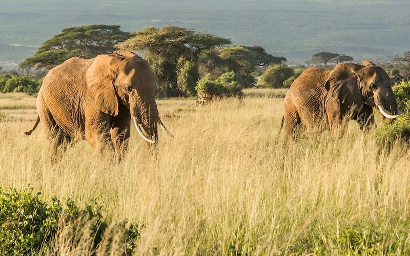 Join The Mwaka Kogwa Festival For A Swahili New Year Celebration