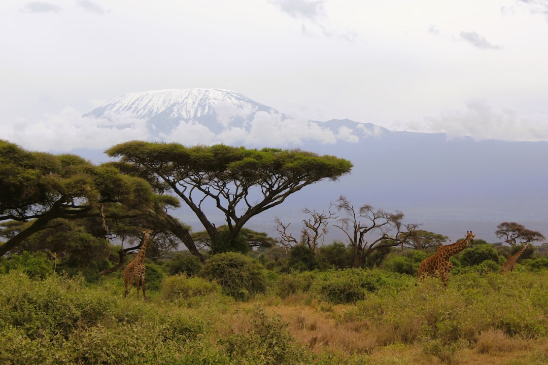Can You Climb Kilimanjaro On A Budget Under $2000