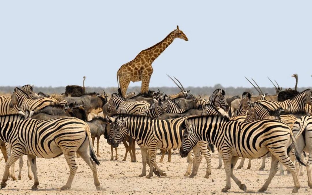 What to expect on a safari in Tanzania?