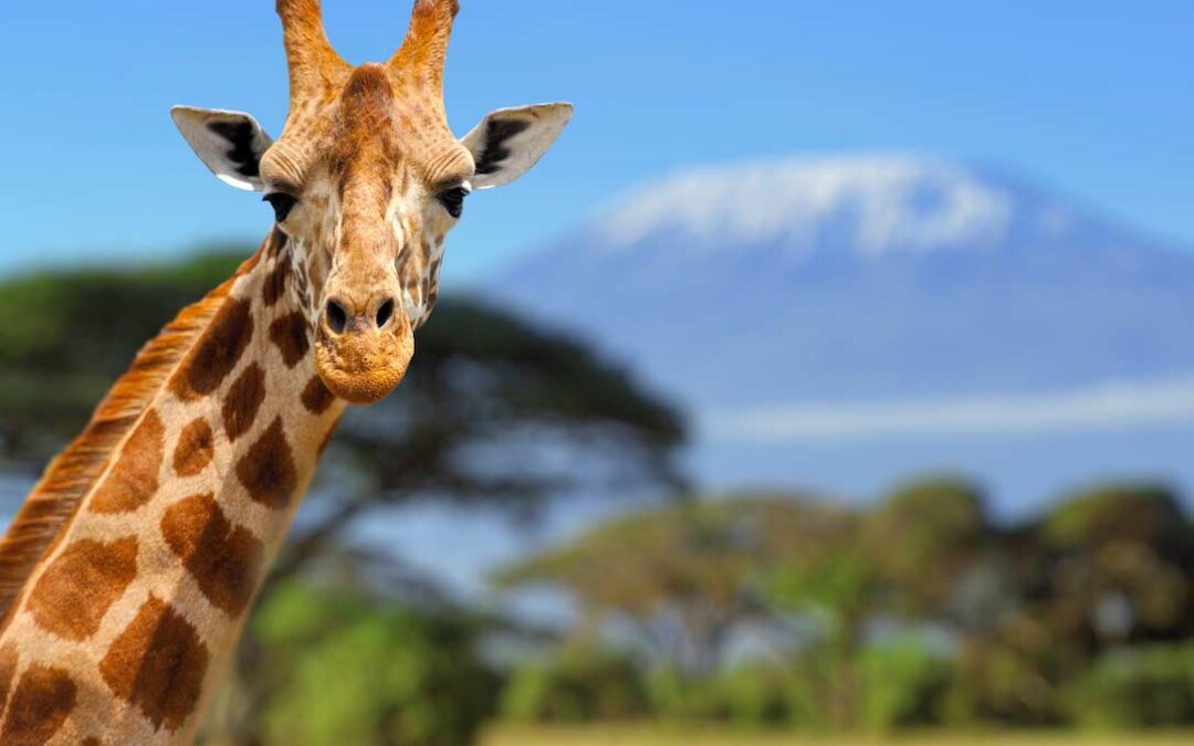 What to take on safari?