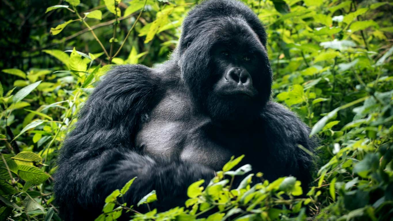 3 Day Mountain Gorilla Safari