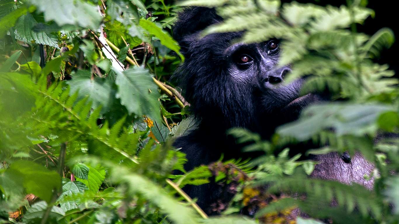 3 Day Uganda Gorilla Safari