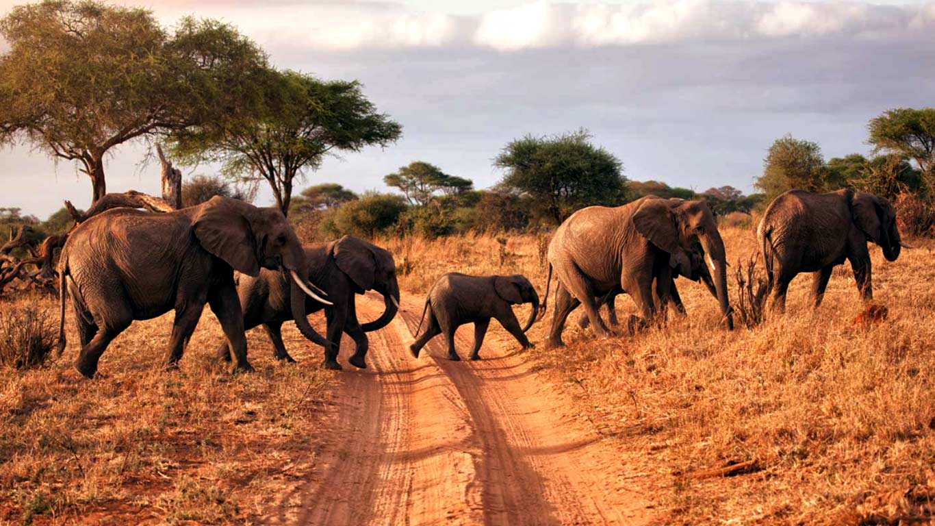 4-Days-Tanzania-Camping-Safaris 4 Days Tanzania Camping Safaris