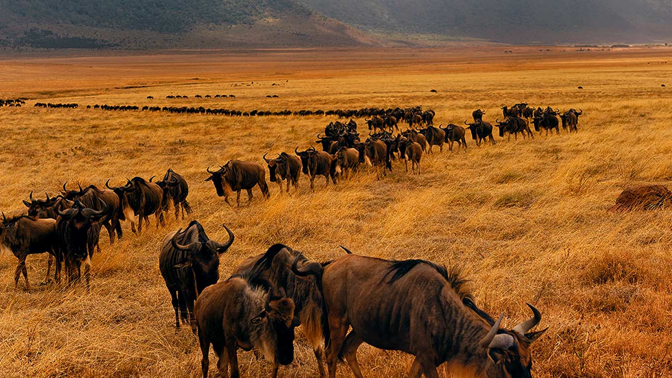 5 Days Serengeti Migration Safari | Lodge Safari