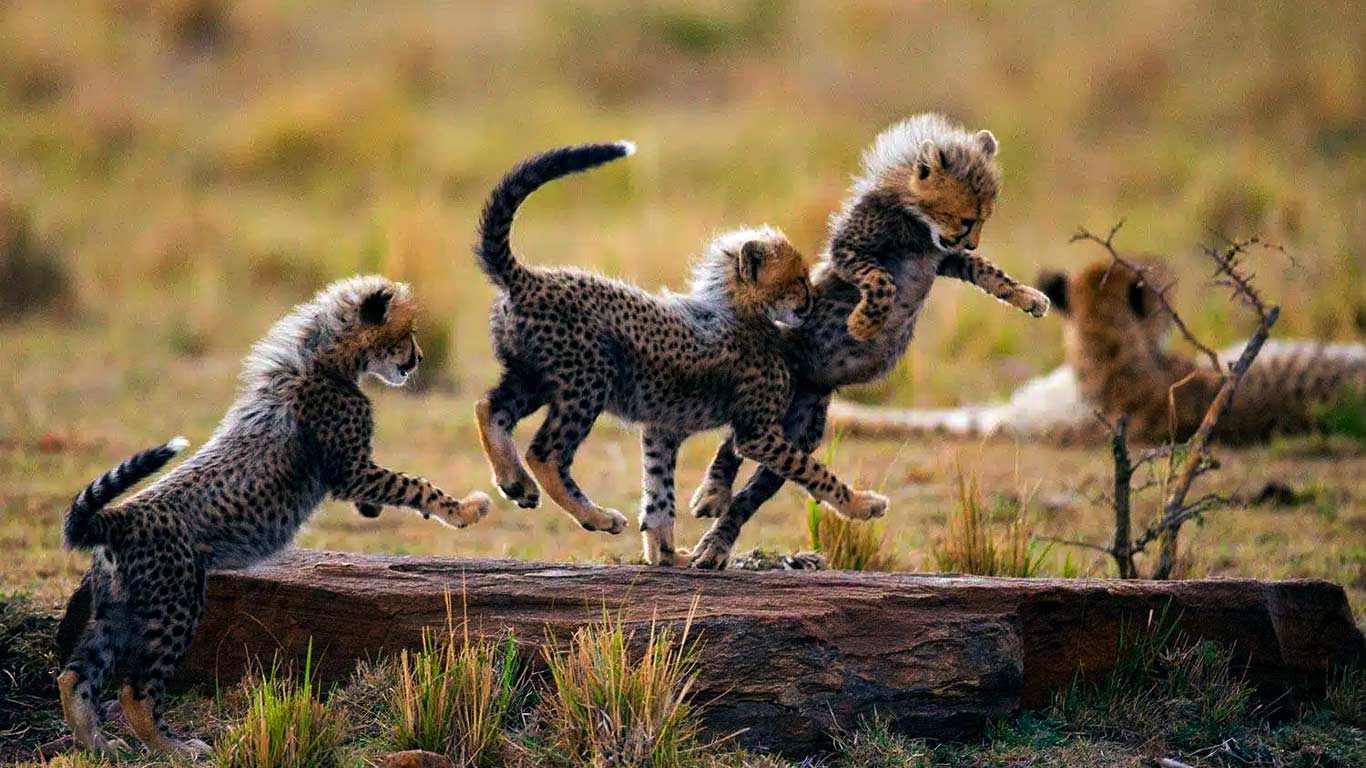 5-Days-Serengeti-Ngorongoro,-Tarangire-&-Lake-Natron 5 Days Serengeti Ngorongoro, Tarangire & Lake Natron