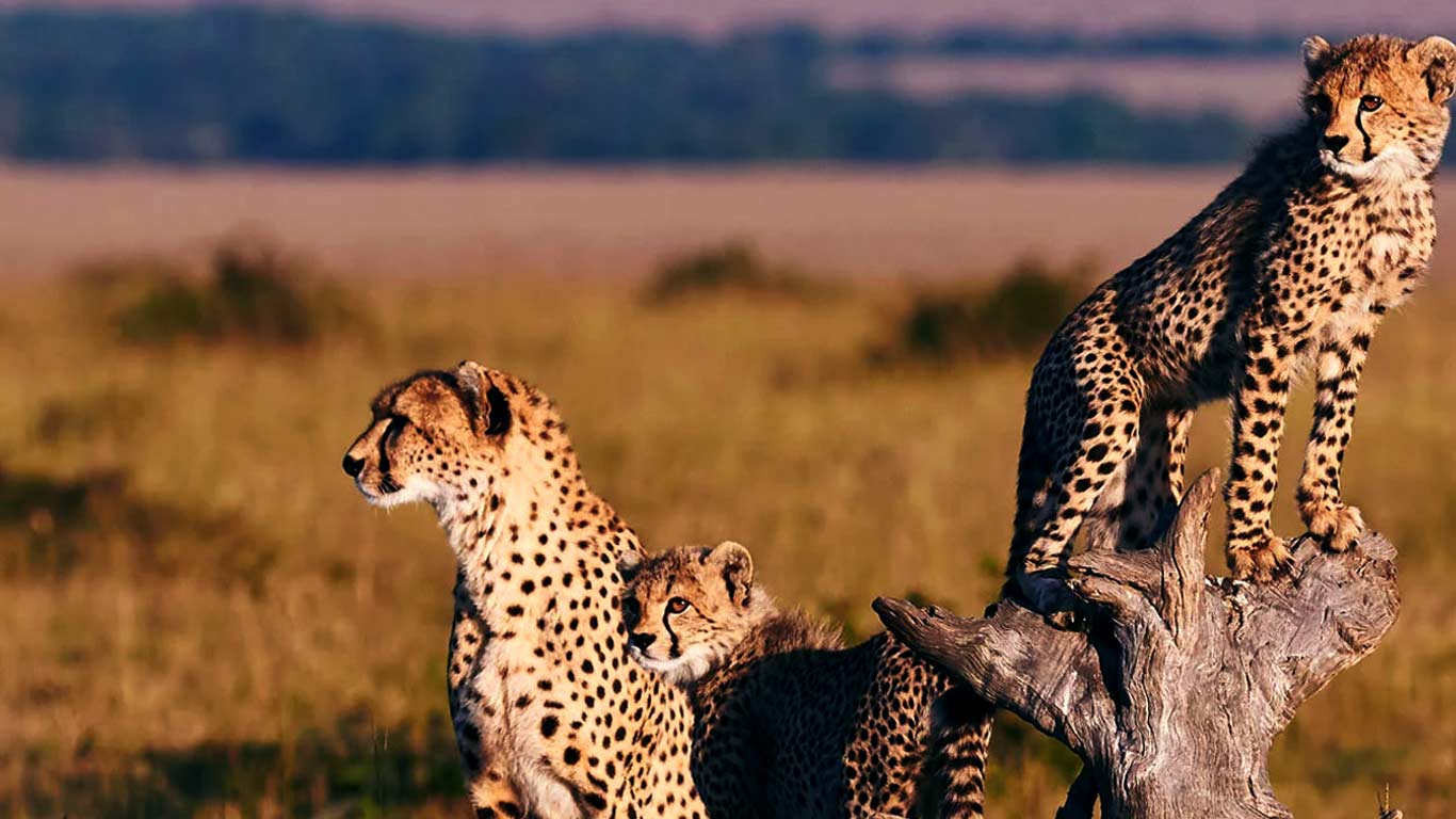 6 Days Kenya Holiday Safaris: Masai Mara, Lake Nakuru, Amboseli