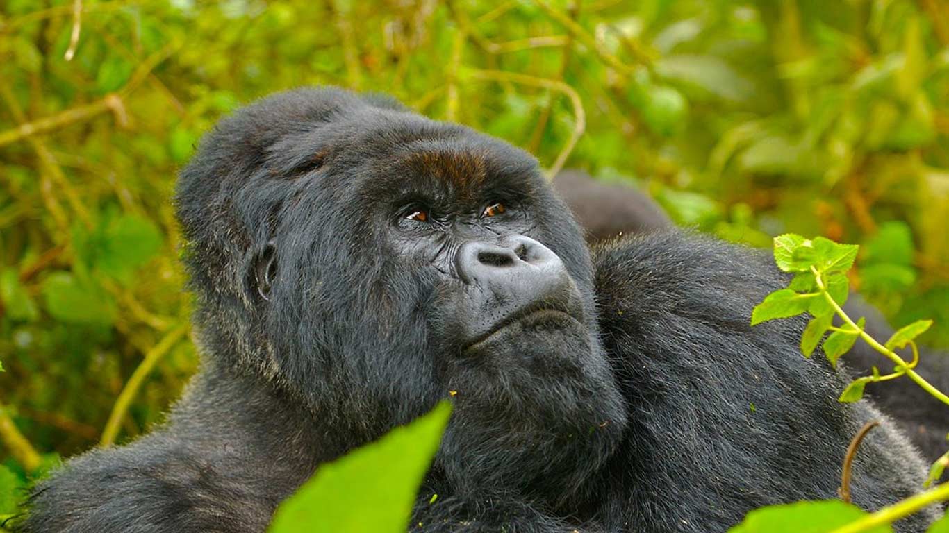 6-days-Uganda-Gorilla-Tour 6 days Uganda Gorilla Tour