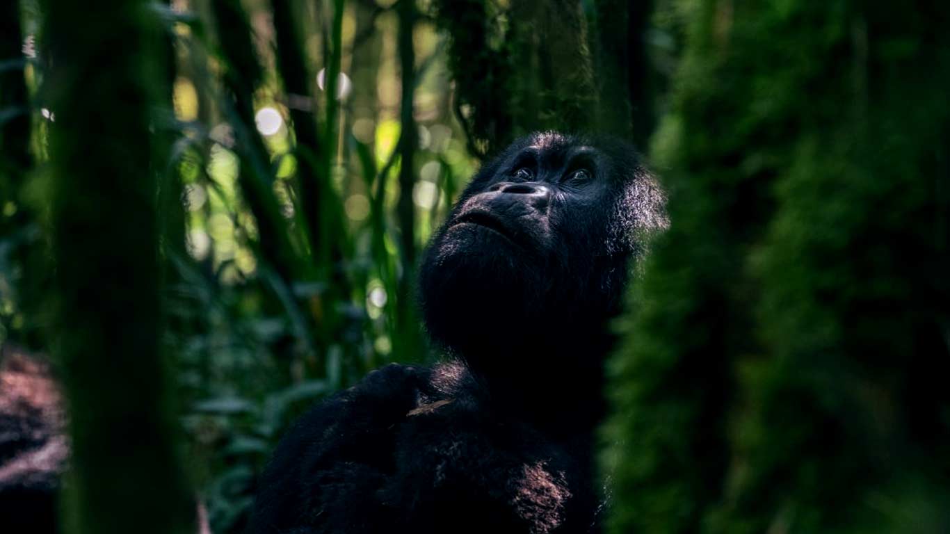 7 Day Rwanda Gorillas & Rain-forest Safari