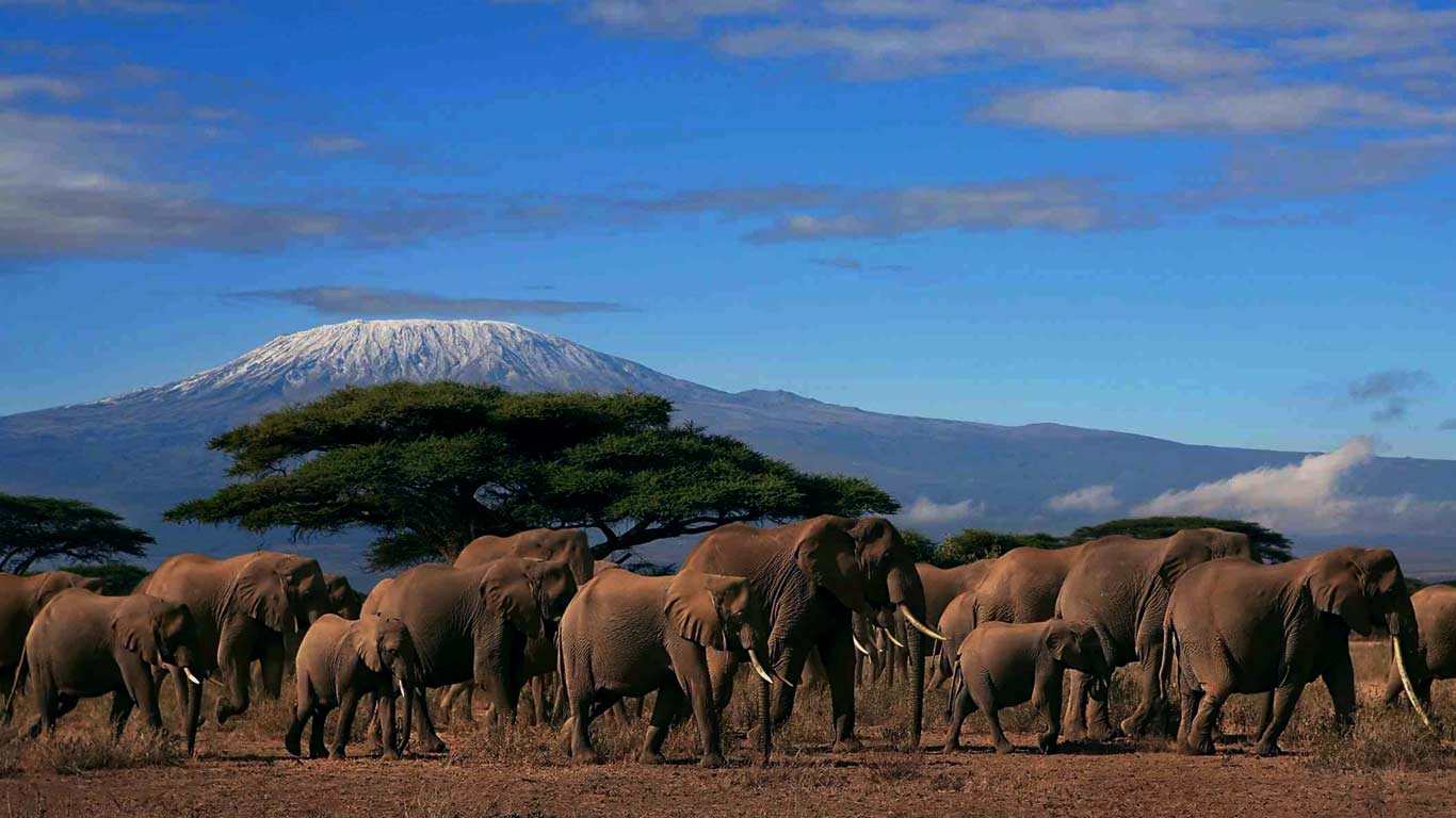 7 Days Kenya Safari And Tanzania Safari
