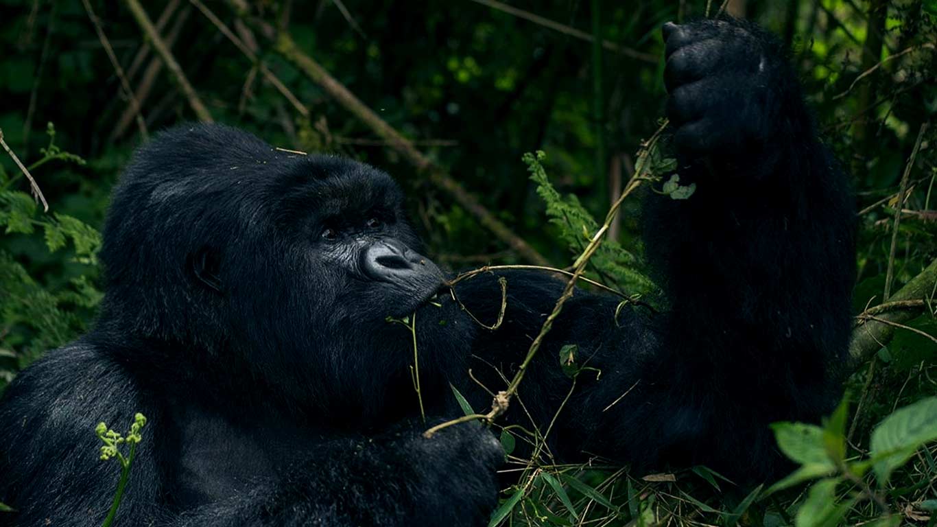 SERENGETI AND GORILLAS TREK - UGANDA GORILLAS, BIG 5 WILDLIFE IN SERENGETI - 7 DAYS SAFARI