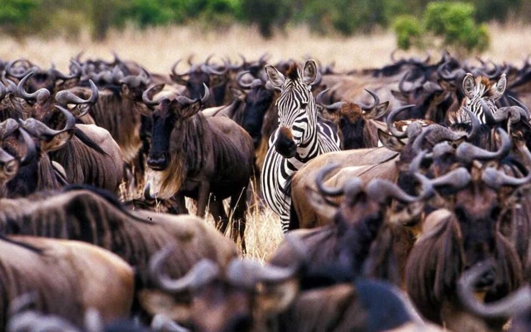 Best time to visit Tanzania