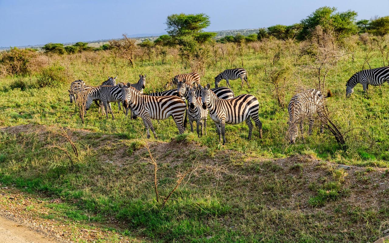 3 Days Safari from Zanzibar - Tarangire Np and Ngorongoro Crater