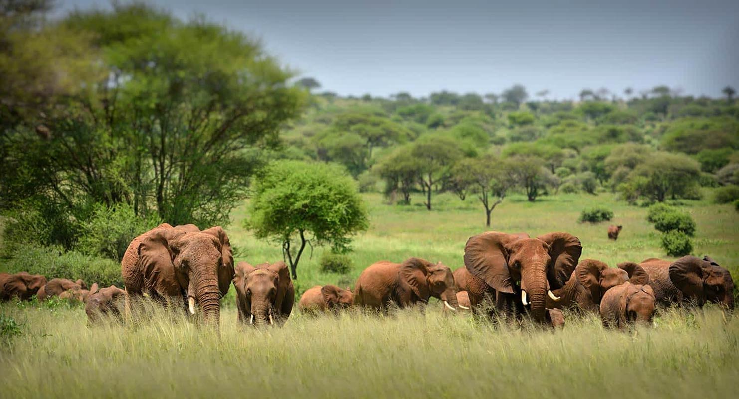 4 Days Safari Serengeti Ngorongoro Crater 1 Africa Safari