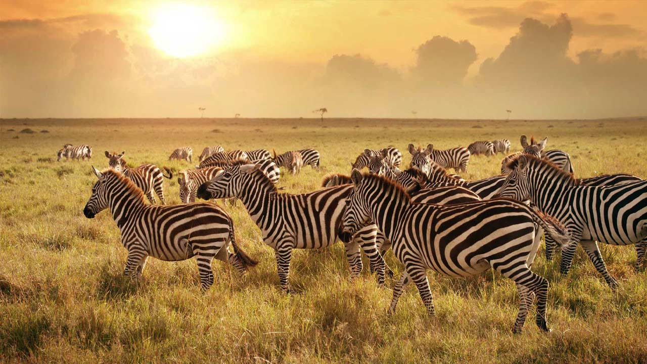 7 Days North Serengeti Migration - Tarangire, Serengeti and Ngorongoro Crater