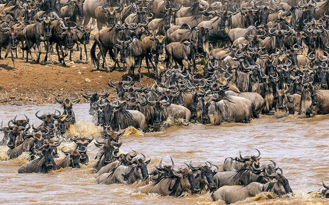 10 Must-See Wildlife Wonders on Your Tanzania Safari Adventure!