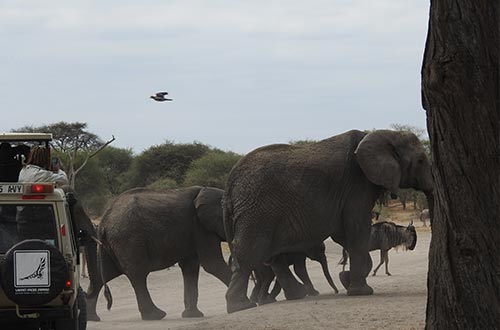 5 Africa Safari