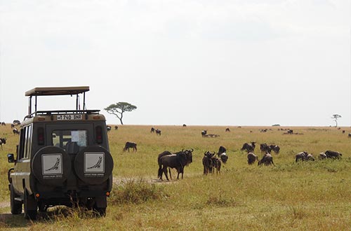 6 Africa Safari