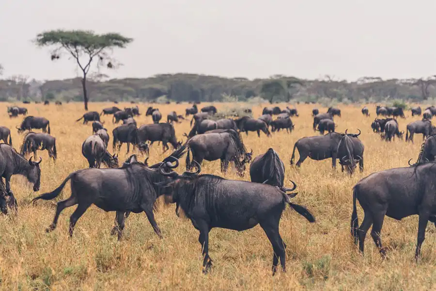 Delving into Tanzania’s Peak Safari Season