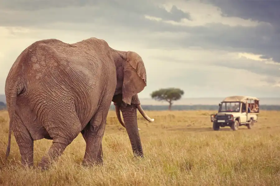 Step-by-Step Guide: Planning Your Tanzania Safari from the USA