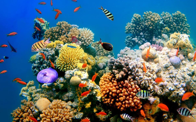 Discover Zanzibar Diving