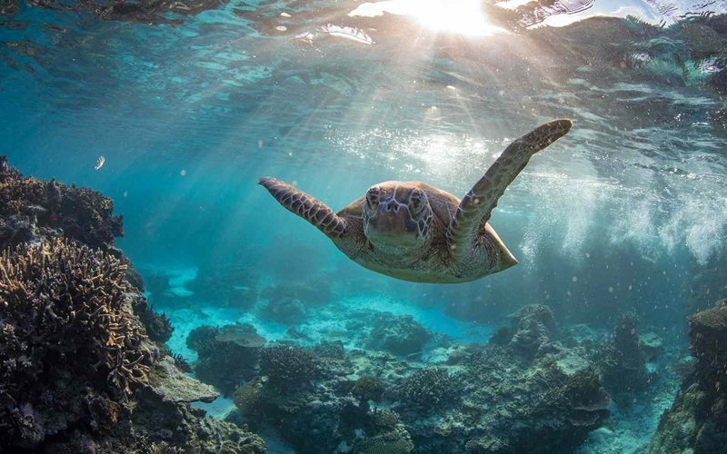 Discover Zanzibar Diving