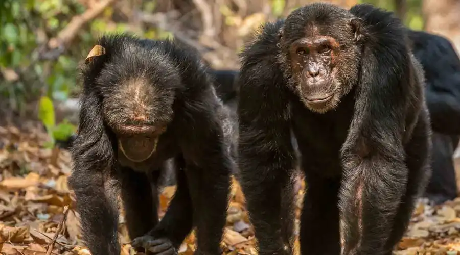 Mahale Mountains National Park