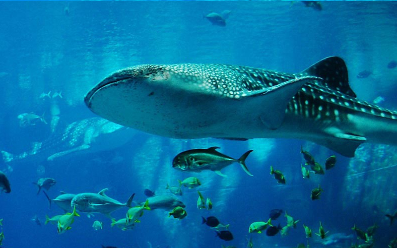 Snorkeling in Zanzibar Underwater Wonders