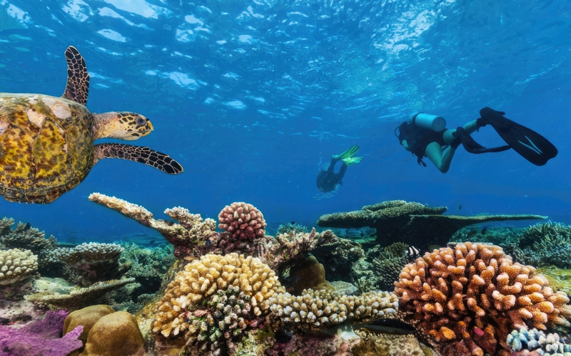 Snorkeling in Zanzibar Underwater Wonders
