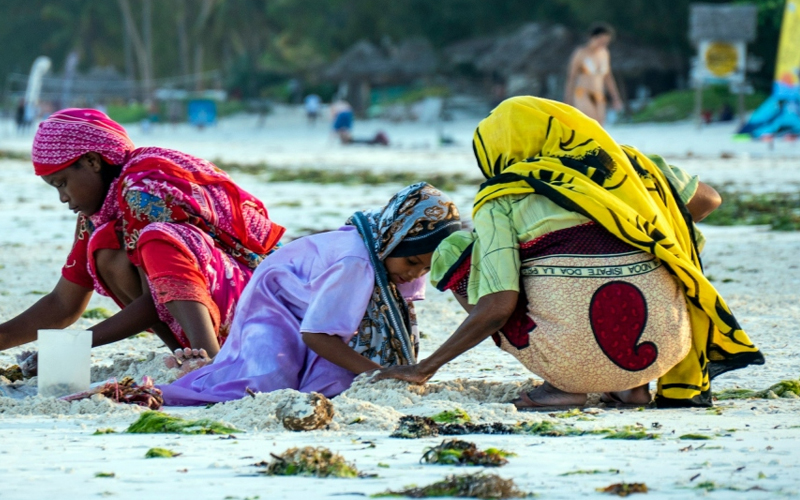Snorkeling in Zanzibar Underwater Wonders