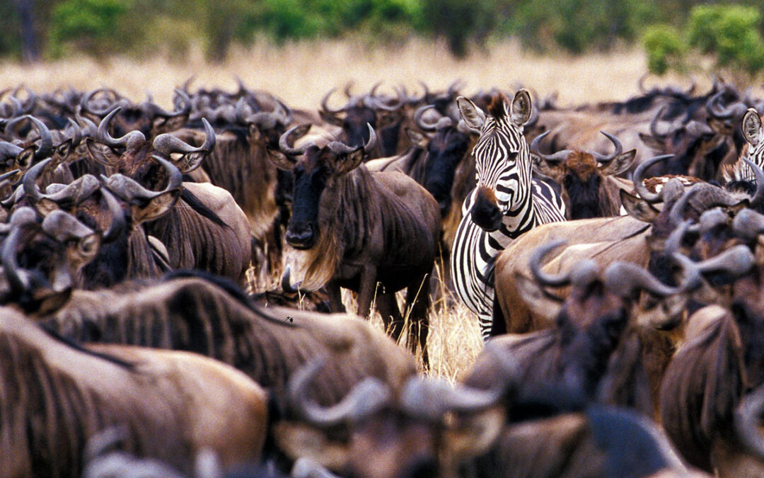 Wildebeest Migration Safari