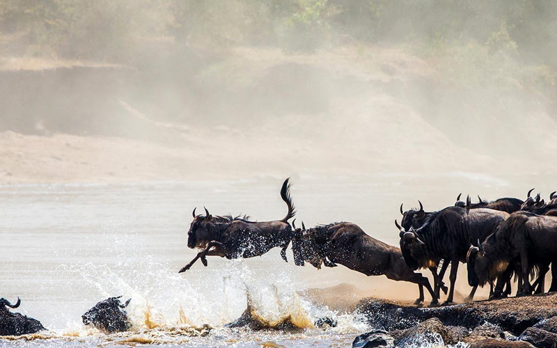 Safari Adventures in Tanzania