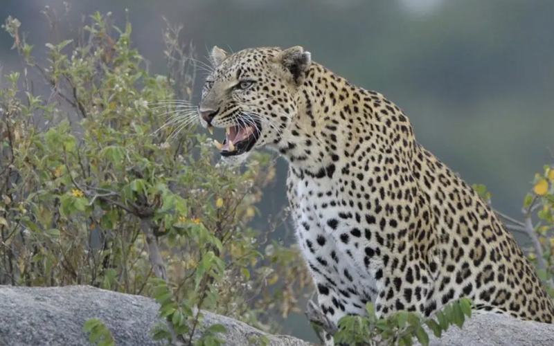 Safari Adventures in Tanzania