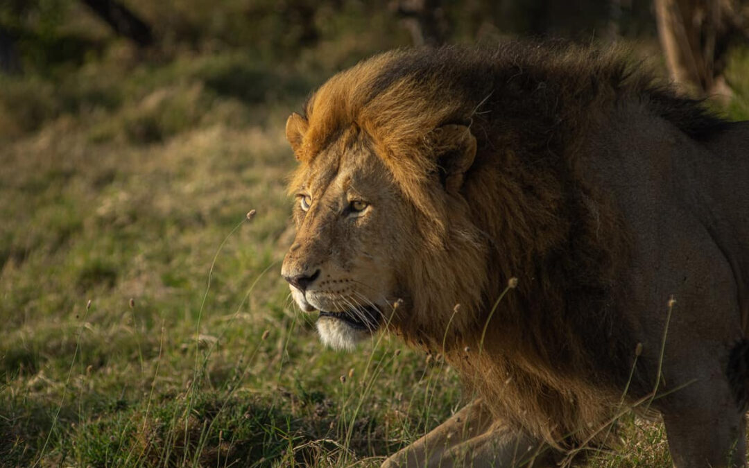 Safari Adventures in Tanzania