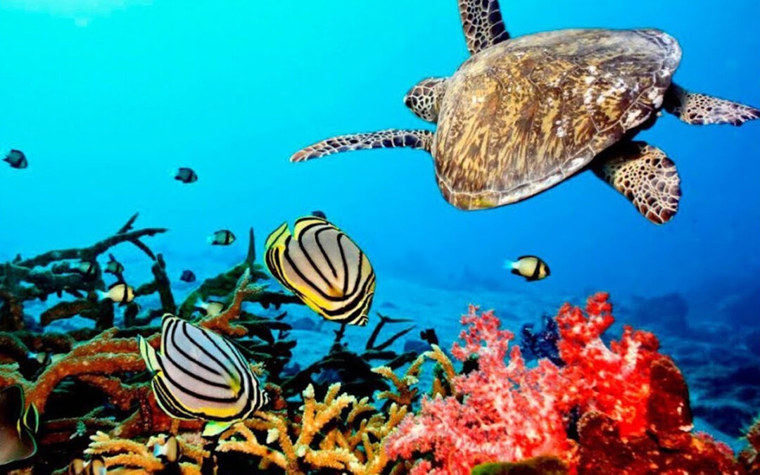 Snorkeling in Tanzania: Underwater Paradise