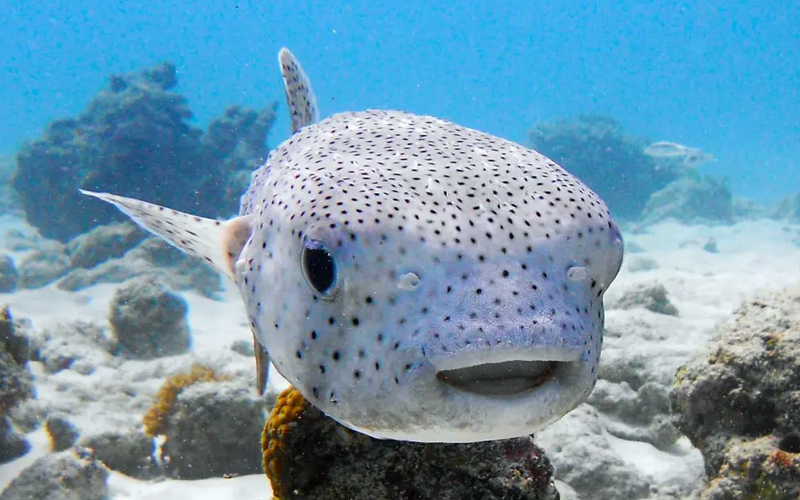 Snorkeling in Tanzania Underwater Paradise