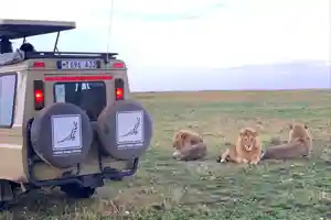 GROUP JOINING SAFARI
