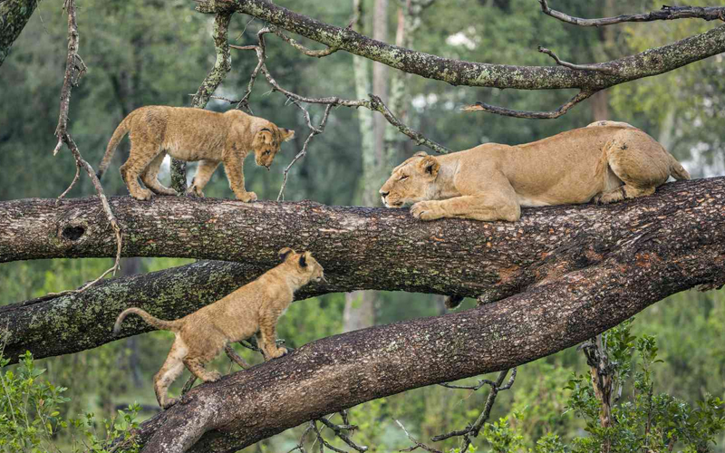 How to Choose the Right Safari Tour in Tanzania