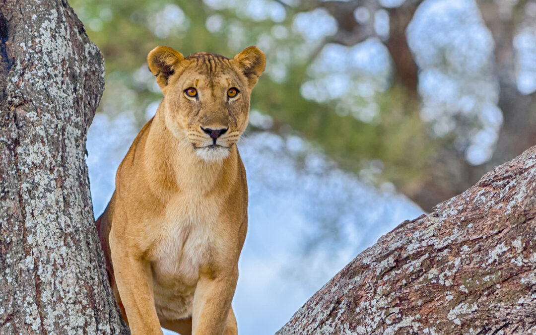 How to Choose the Right Safari Tour in Tanzania