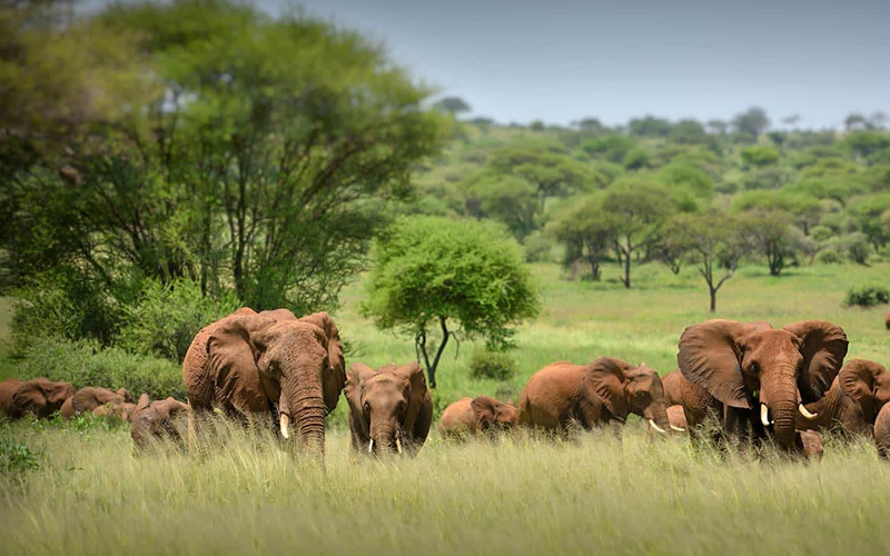 How to Choose the Right Safari Tour in Tanzania