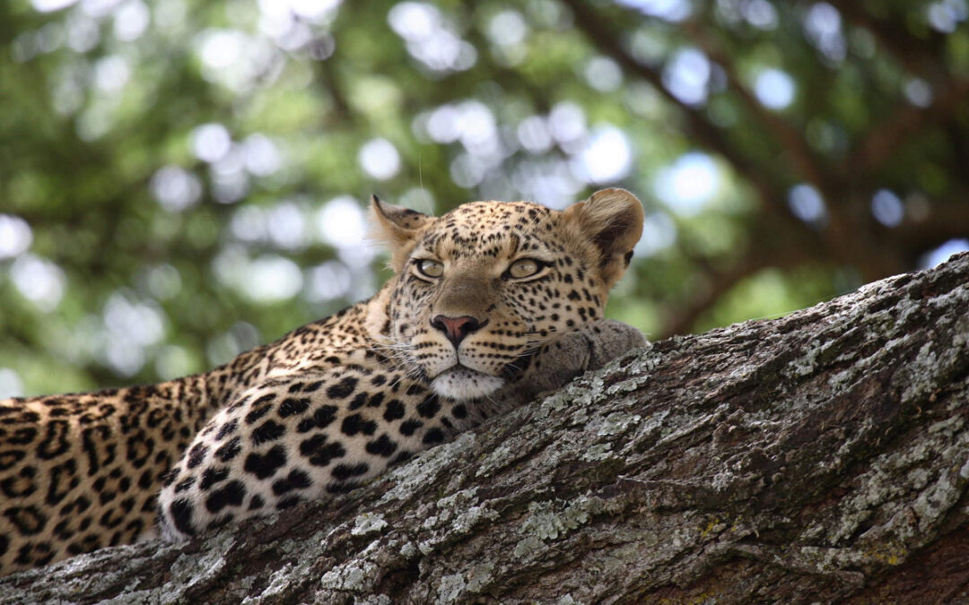 How Global Climate Change is Impacting Tanzania’s National Parks