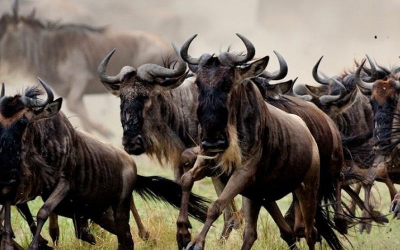 How Global Climate Change is Impacting Tanzania’s National Parks