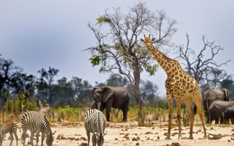 How to Plan the Perfect Tanzanian Honeymoon