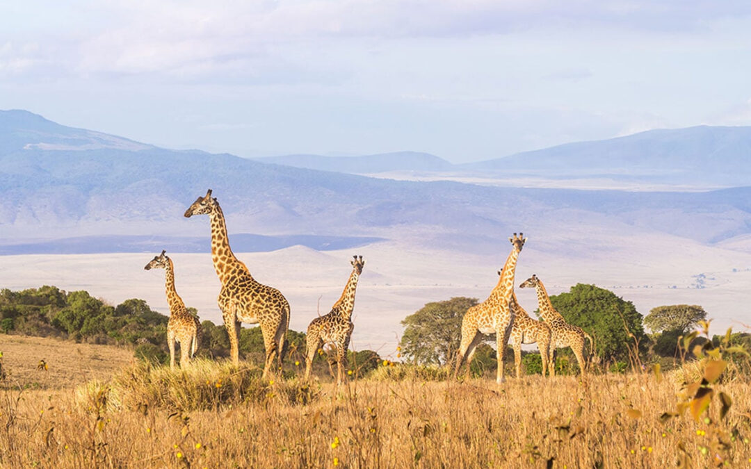Insider Tips for Your Tanzanian Adventure