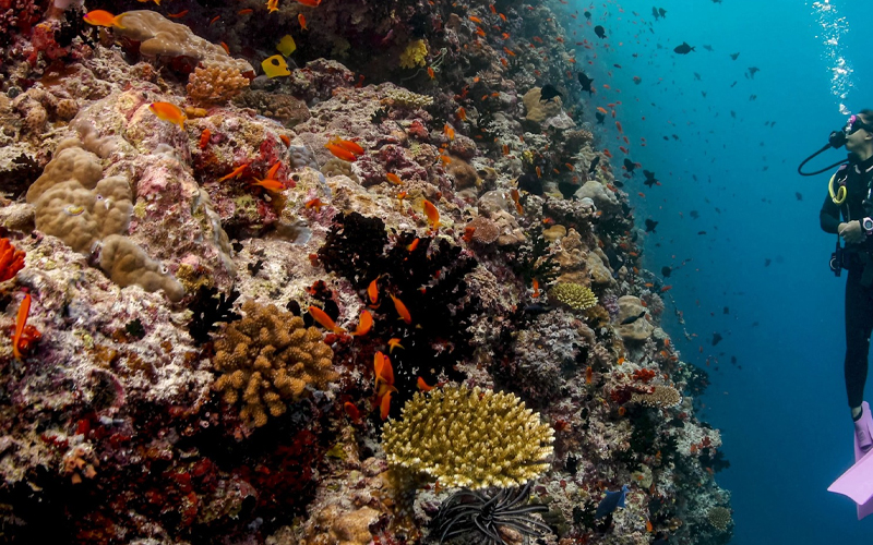 Top Activities at Mnemba Beach, Zanzibar 2024