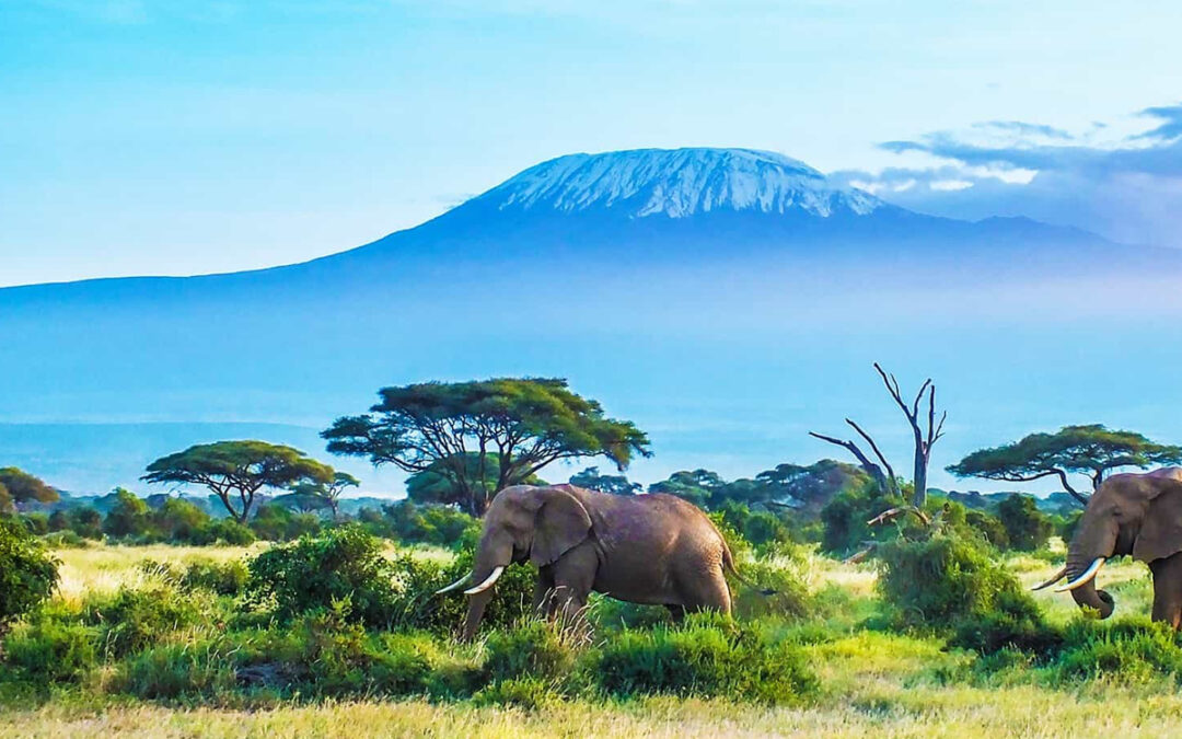 Why 2024 is the Perfect Year for a Tanzania Safari Adventure