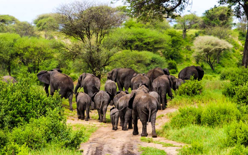 Why 2024 is the Perfect Year for a Tanzania Safari Adventure