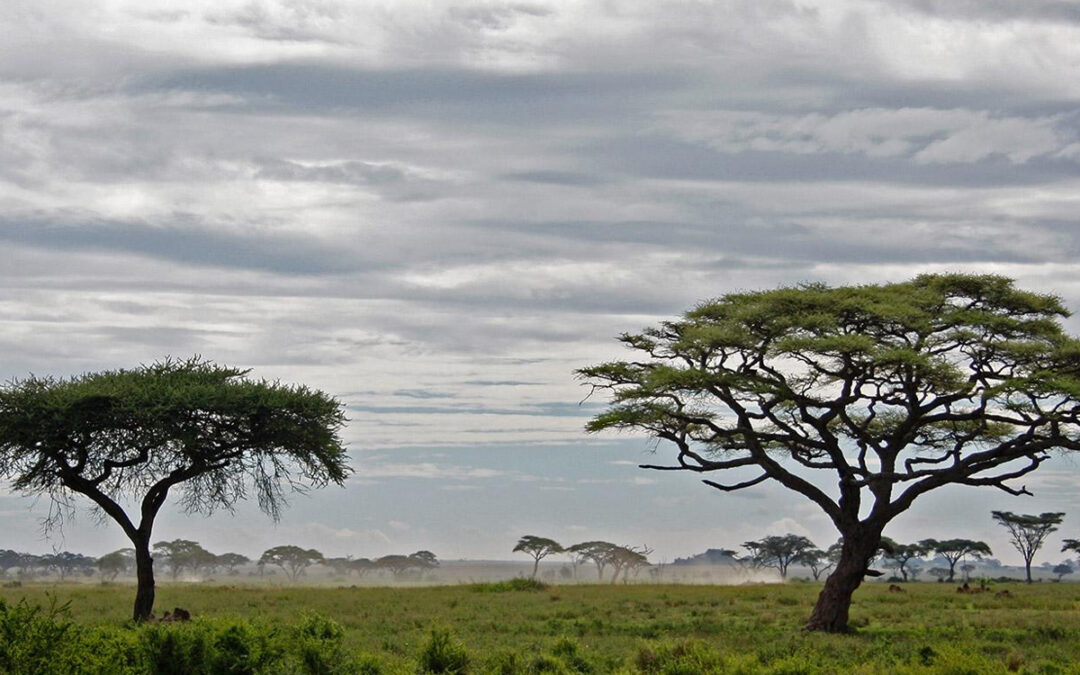 A November Guide to Serengeti National Park: Wildlife and Weather
