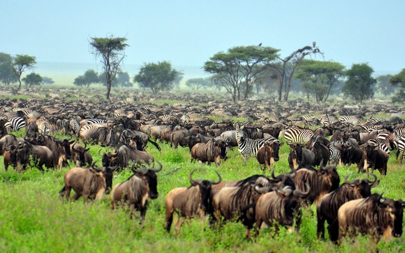 A November Guide to Serengeti National Park: Wildlife and Weather